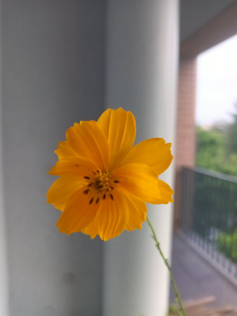 Orange cosmos flower (Cosmos Bipinnatus)の写真素材