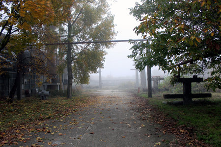 Trees and a path through the fogの写真素材