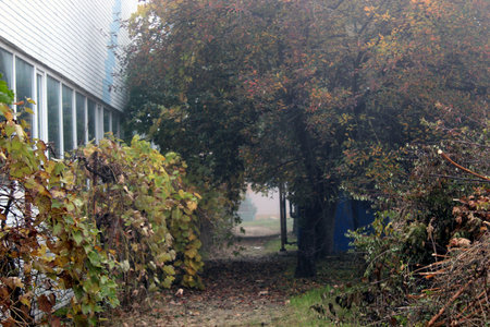 Trees and a path near an old building through the fogの写真素材