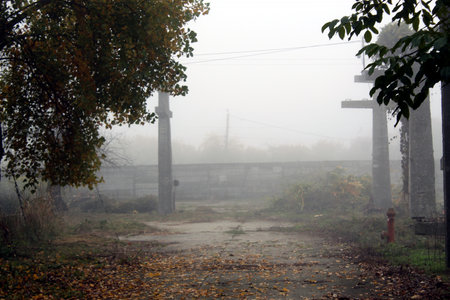 Trees and a path trough the fogの写真素材