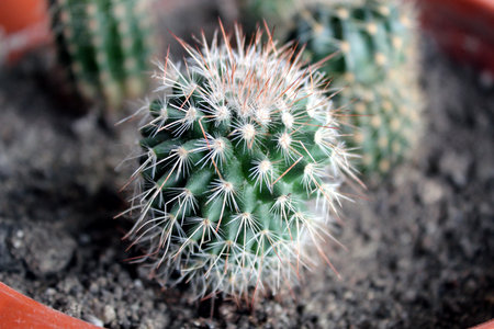 Baby cactus as an apartament plantの写真素材