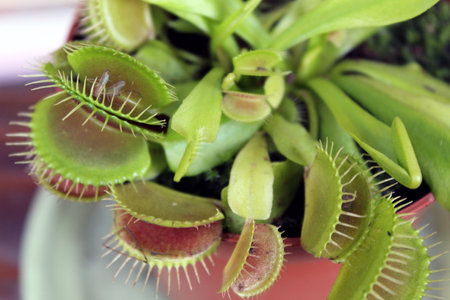 Dionaea Muscipula carnivorous plant caught insect in a potの写真素材
