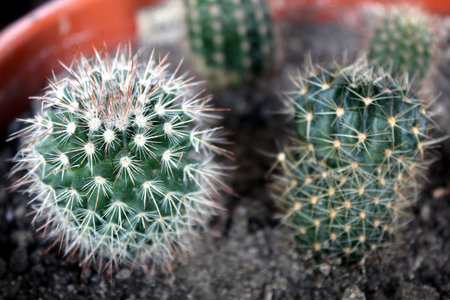 Many baby cactus as an apartament plantの写真素材
