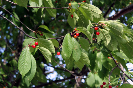 Red and yellow cherry in tree with leafsの写真素材