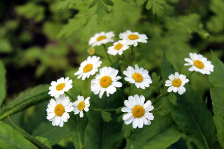Tanacetum parthenium or White Daisy Side View Backgroundの写真素材