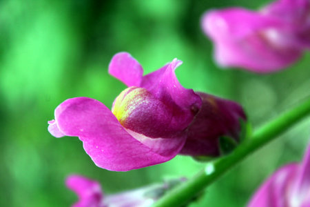 Antirrhinum majus violet dragon flower in bloomの写真素材
