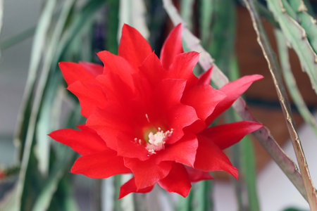 Red cactus flower of Disocactus ackermanniiの写真素材