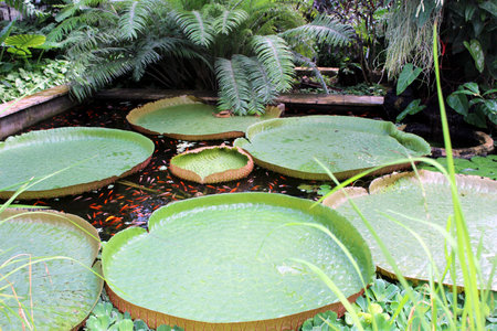 Giant Water Lily Pond - Victoria Amazonica in a Tropical Greenhouseの写真素材