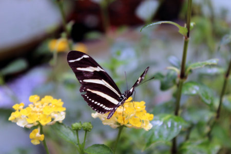 Heliconius charithonia - Zebra Longwing Butterfly on Yellow Lantana Flowers in Lush Gardenの写真素材