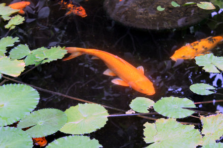 Koi Fish in a Pond with Floating Leavesの写真素材
