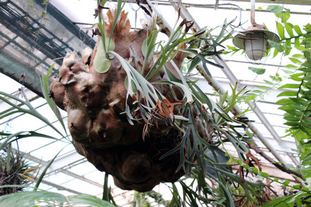 Giant Hanging Platycerium Staghorn Fern in Greenhouseの写真素材