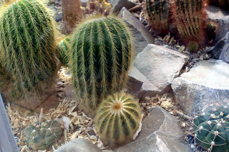 Parodia magnifica â Golden Ball Cactus with Spiny Ridgesの写真素材