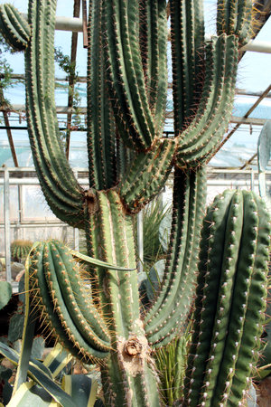 Echinopsis terscheckii (Argentine Saguaro or CardÃ³n Grande) in Arid Landscapeの写真素材