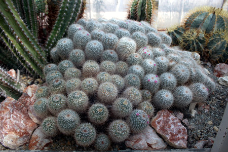 Mammillaria Geminispina Cactus with White Spinesの写真素材