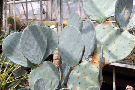 Opuntia Robusta Blue Pancake Cactus in Greenhouseの写真素材