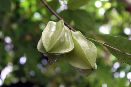 Green Star Fruit (Carambola) Hanging on a Treeの写真素材