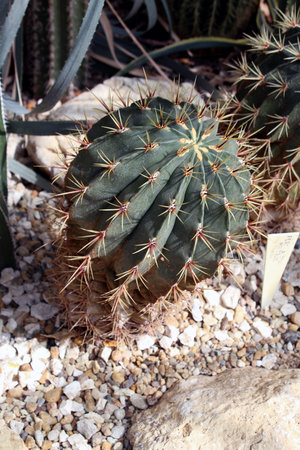 Ferocactus glaucescens â Blue Barrel Cactus with Sharp Spinesの写真素材
