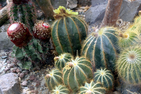 Parodia magnifica â Golden Ball Cactus with Spiny Ridgesの写真素材
