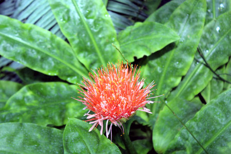 Scadoxus multiflorus â Blood Lily in Full Bloomの写真素材
