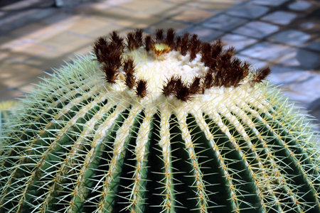 Echinocactus grusonii (Golden Barrel Cactus) in Arid Rock Gardenの写真素材