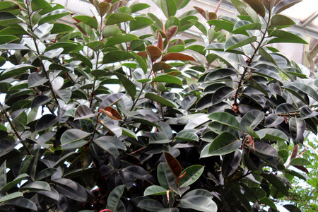 Ficus Elastica Rubber Plant â Tropical Green Indoor Foliageの写真素材