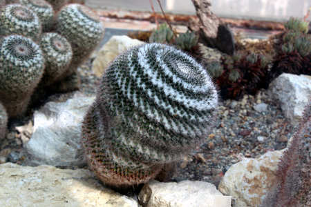 Mammillaria Microthele Cactus Close-up with Spinesの写真素材