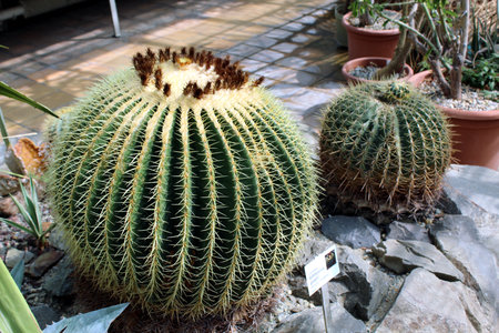 Echinocactus grusonii (Golden Barrel Cactus) in Arid Rock Gardenの写真素材