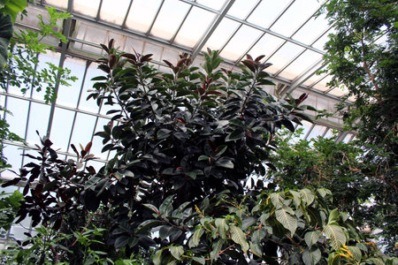 Ficus Elastica Rubber Plant â Tropical Green Indoor Foliageの写真素材