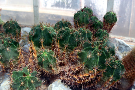 Large cluster of Ferocactus robustus with sharp spinesの写真素材