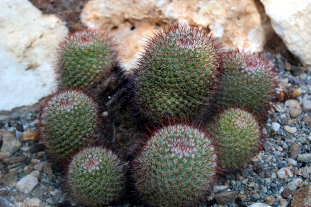 Mammillaria Mathildae Cactus with Small Spinesの写真素材