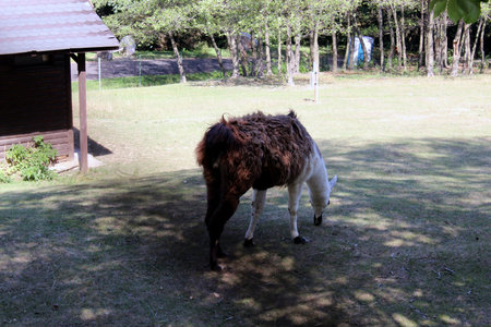 Lama glama standing in sunny outdoor enclosureの写真素材