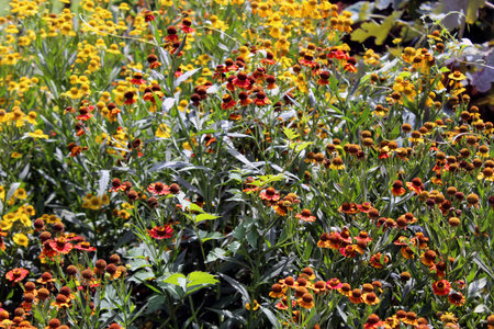 Orange and yellow Helenium autumnale flowers in wild summer gardenの写真素材