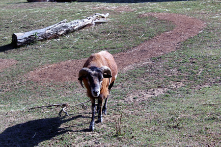 Ovis aries Cameroon sheep walking on grassy terrainの写真素材