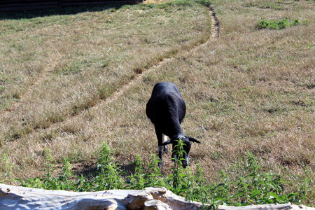 Santa Ines sheep with woolless body in grassy pastureの写真素材