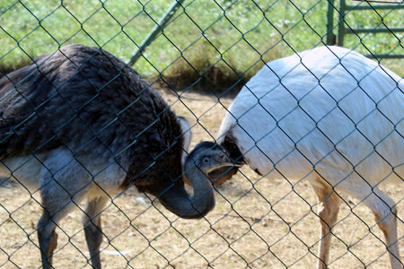 Emu Bird Close-Up in Natural Habitat  Australian Wildlife Portraitの写真素材