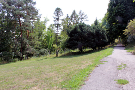Peaceful green park with pine trees and meadow on a sunny summer day in Kosice Slovakiaの写真素材