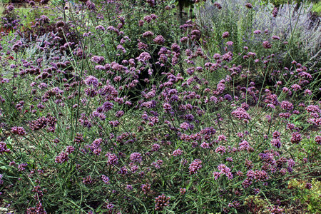 Tall Verbena Flowers with Blurred Garden Backgroundの写真素材
