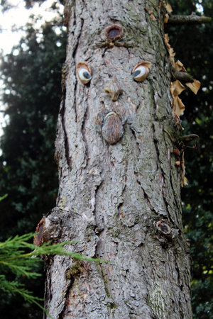 Funny tree face decoration on Douglas fir trunk in forest setting