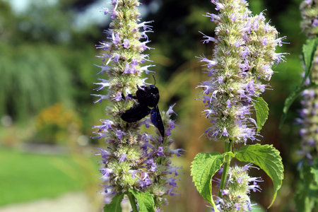 Bee on Tibetan Giant Hyssop Flower in Full Bloom