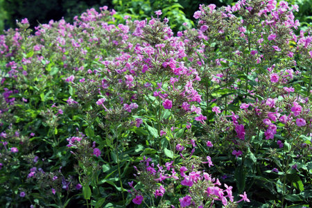 Phlox paniculata flowers blooming in summerの写真素材