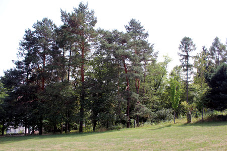 Peaceful green park with pine trees and meadow on a sunny summer day in Kosice Slovakiaの写真素材