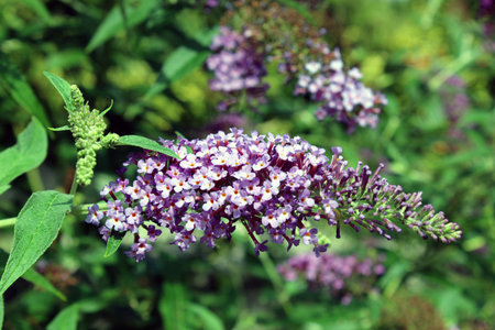 Purple Buddleja davidii bloom in a sunny summer gardenの写真素材