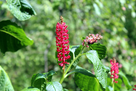 Pokeweed plant (Phytolacca decandra) in bloom with vibrant red flower spike and green foliageの写真素材