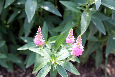 Veronica spicata violet flowers in bloomの写真素材
