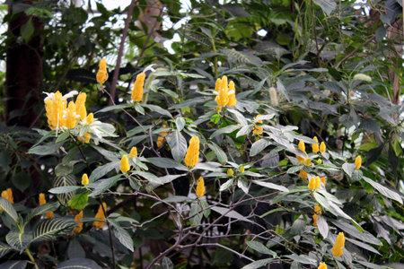 Pachystachys lutea â also known as the Lollipop Plant or Golden Shrimp Plantの写真素材