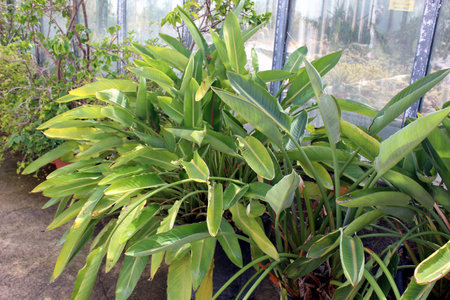 White Bird of Paradise Plant â Strelitzia nicolai Tropical Foliageの写真素材