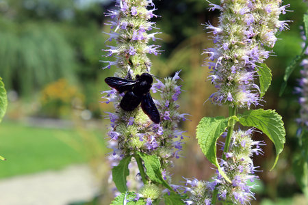 Bee on Tibetan Giant Hyssop Flower in Full Bloomの写真素材