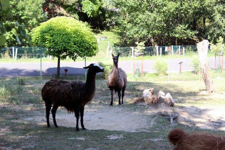 Lama glama alpacas standing in sunny outdoor enclosureの写真素材