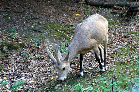 Alpine Ibex - Capra ibex on rocky terrain in the Alpsの写真素材