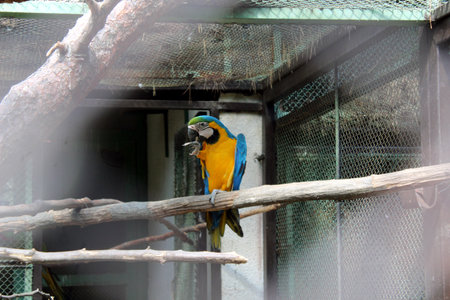 Ara Macaw Parrot in Tropical Jungle - Vibrant Exotic Bird Close-upの写真素材